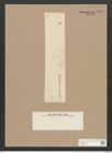 Pleurosigma var. majus Gr. (de-Toni-Nr.: Genus 13, Species 1007) Zeichnungen Sammlung Grunow Nr. 2052 (NHMW-BOT-W0368909)